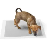 Charcoal Pee Pad Leak-Proof with Sticker - Image 2