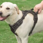 Adjustable Reflective Dog Harness with Leash - Image 2
